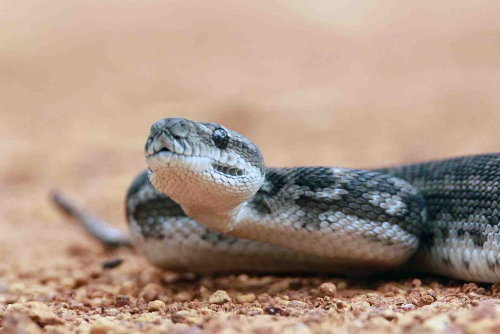 A Carpet python