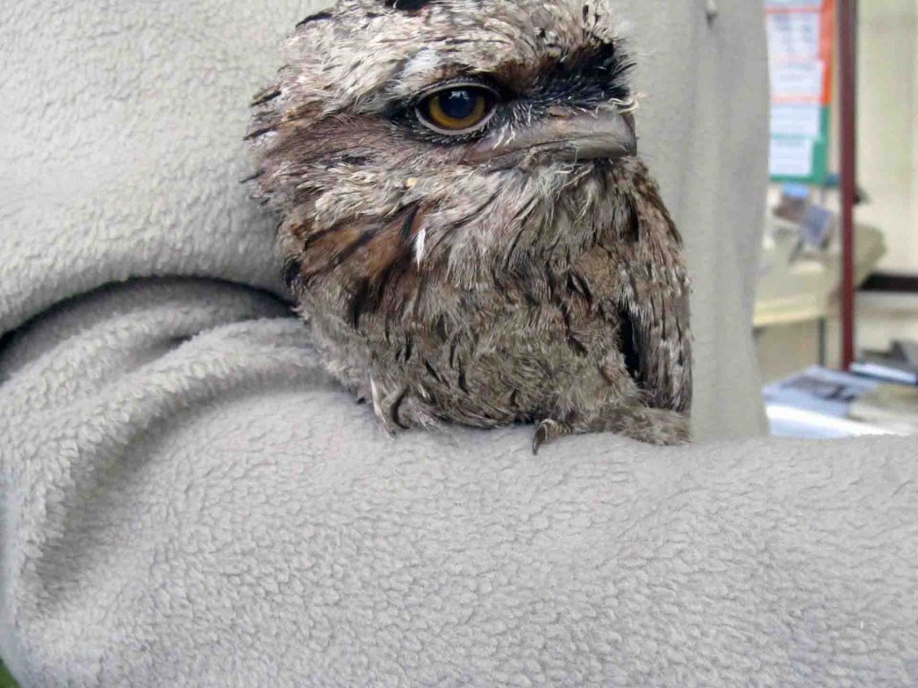 A rescued baby Tawny Frogmouth sitting on the arm of a carer