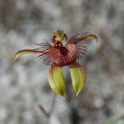 Dancing Spider Orchid (Caladenia discordia) Mavis Jefferys Nature Reserve