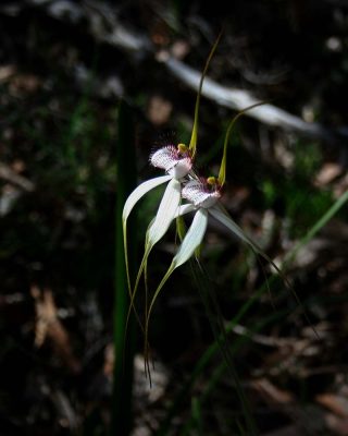 White Spider Orchids at Dawn Atwell Reserve