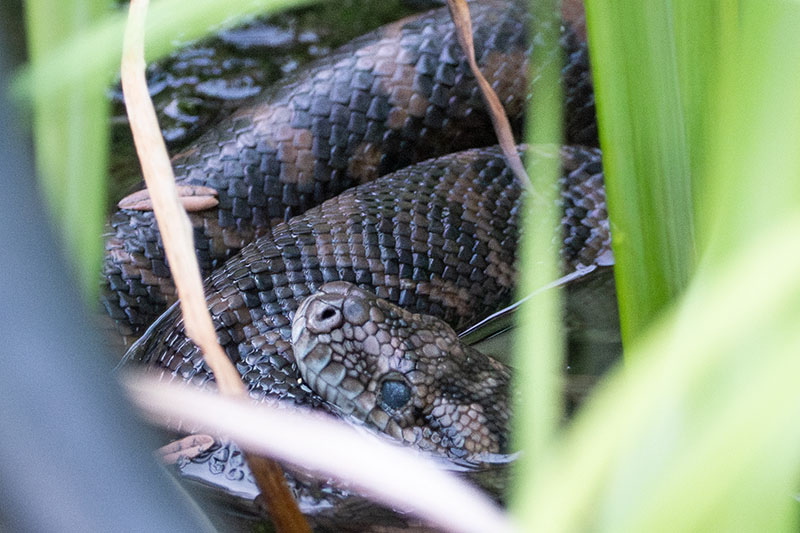 python in fish pond A carpet python in a fish pond