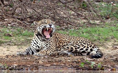 Jaguars prowl jungle
