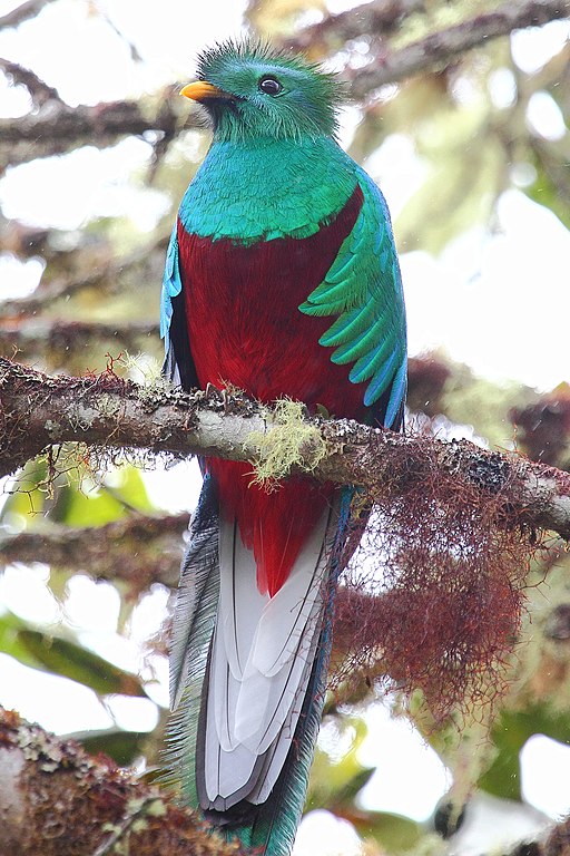 Male Resplendent Quetzal