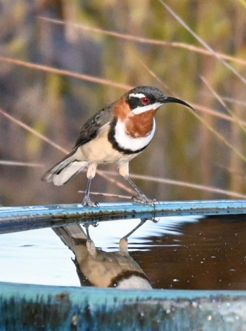 A male Western Spinebill Honeyeater on a birdbath
