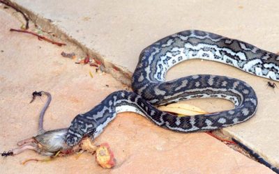 Python Watch: Carpet Python is natures vermin control