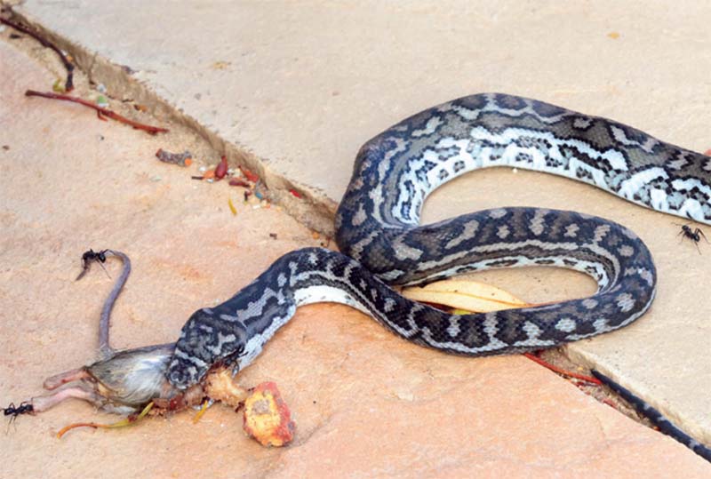 young carpet python A young carpet python eating a mouse