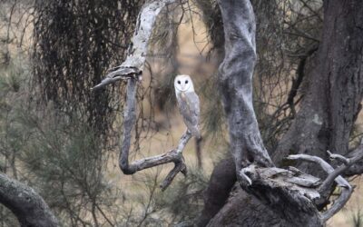 Bird of the month: A hunter that swoops down from the sky