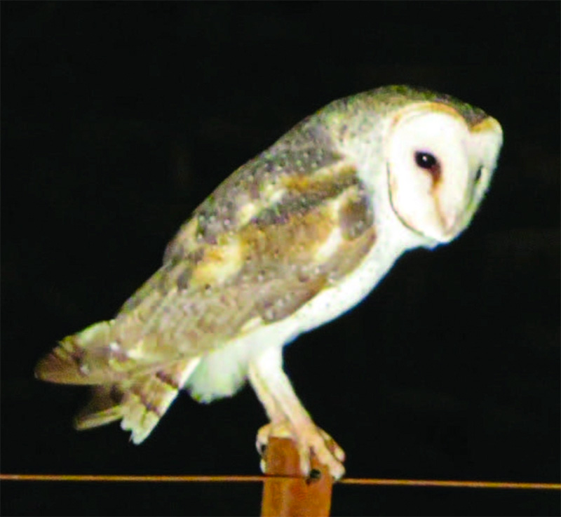 Barn owl A barn owl on a fence post