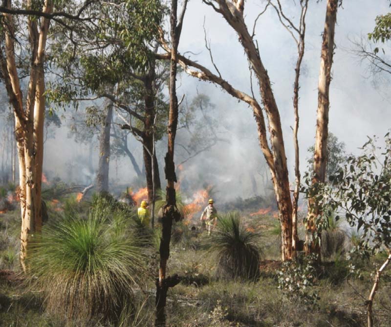 A cool burn in Dawn Atwell Nature Reserve.