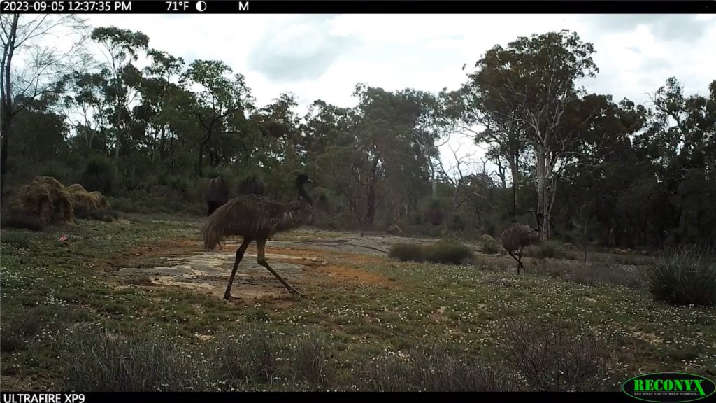 A couple of emus in Julimar State Forest