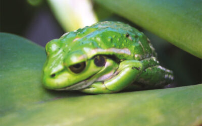 Python Watch: What is a Chytrid fungus infection?
