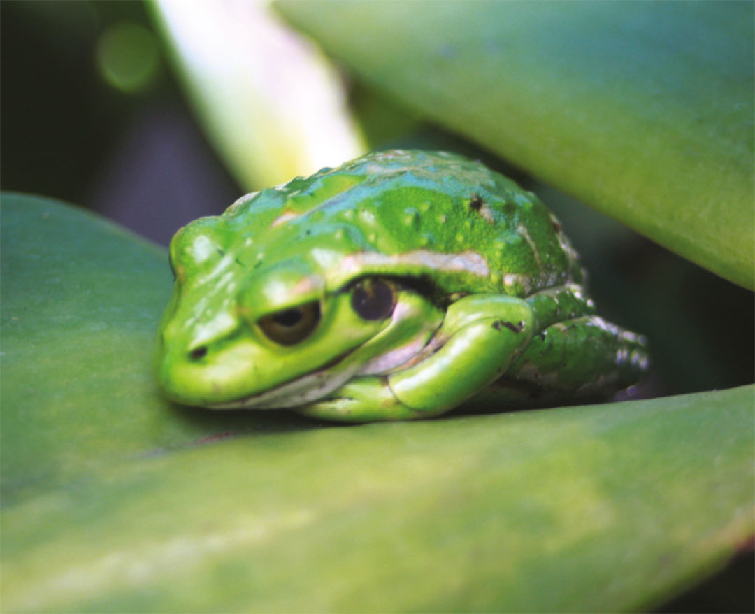 Photo of a healthy Green Tree Frog Photo of a healthy Green Tree Frog