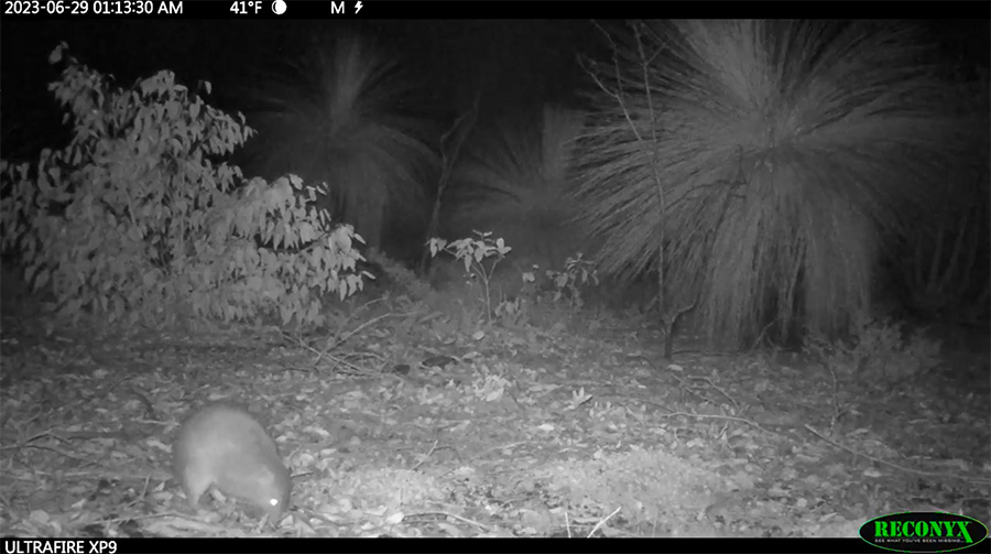 A Quenda in Julimar State Forest.