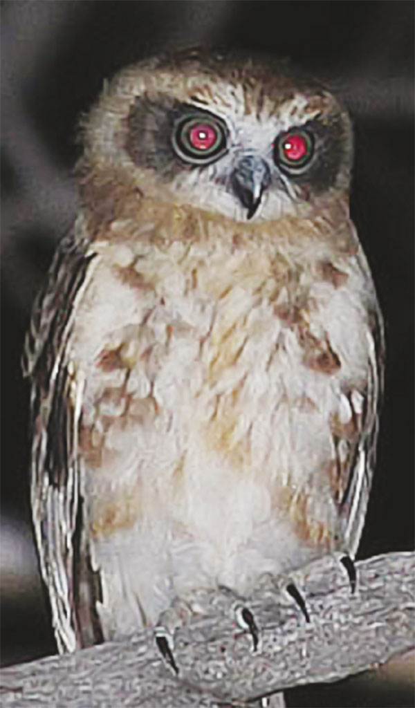 Southern Boobook Owl
