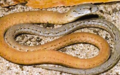 Python Watch: A snake is a snake, unless, of course, it’s a legless lizard