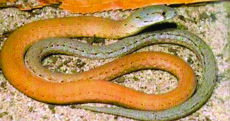 The Common Scaly Foot or Legless Lizard. Desrae Clarke The Common Scaly Foot or Legless Lizard.