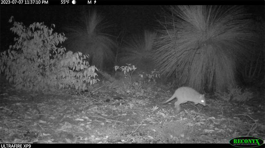 A Woylie in Julimar State Forest.