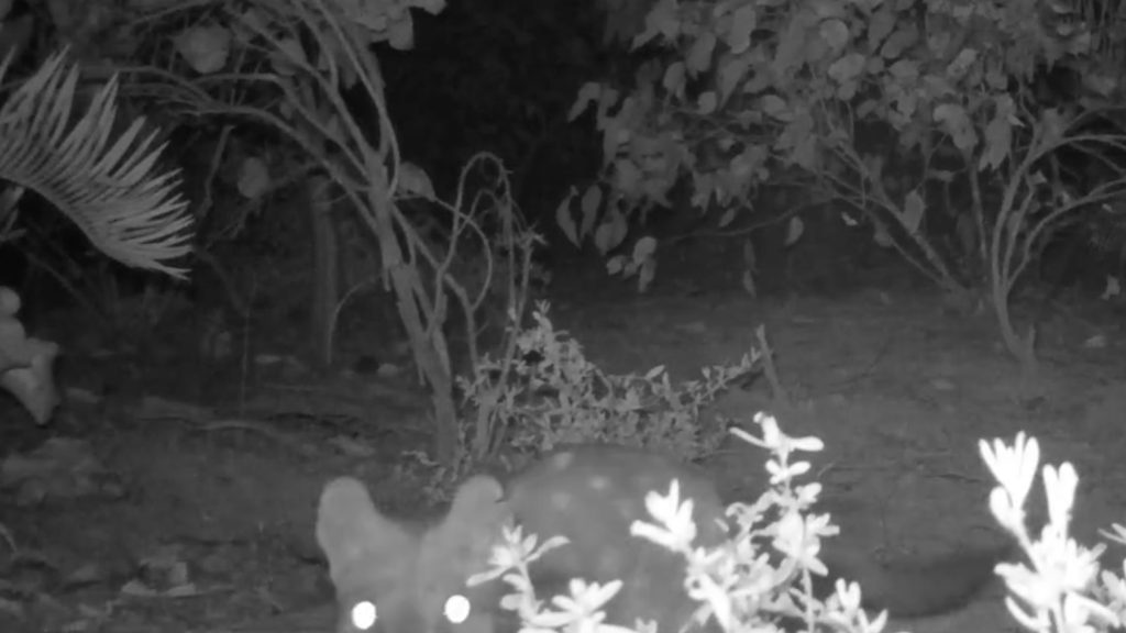 Chuditch (Western Quoll)