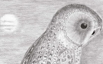 Bird of the month: Unmasking the elusive masked owl