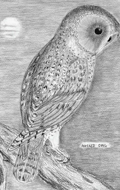 Masked-Owl,-Drawing-by-Desrae-Clarke. Masked Owl. A Drawing by Desrae Clarke.