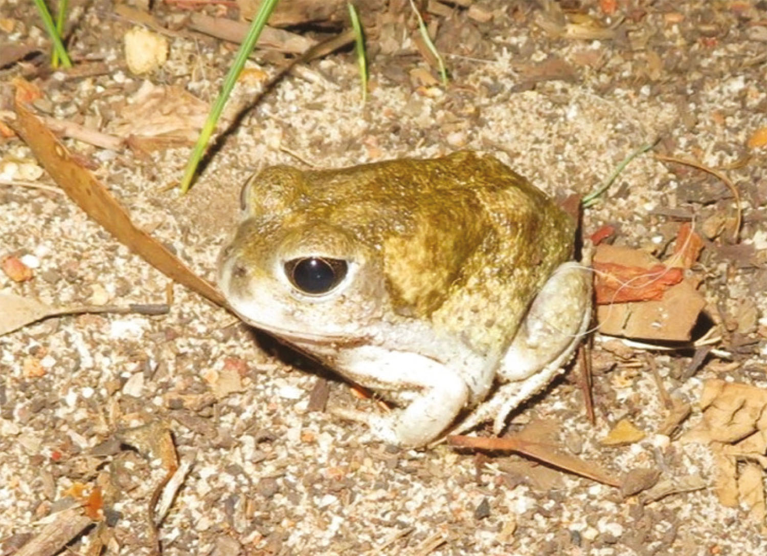 Moaning Frog. Photo by Lyn Phillips A Moaning Frog