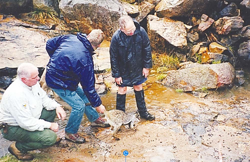 Toodyay Naturalist Club members assist with the relocation of black – flanked rock wallabies in the Avon Valley National Park, May 2001.