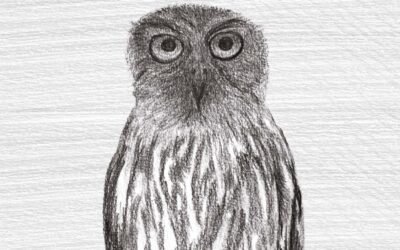 Bird of the month: An owl that makes  ‘dog-like’ calls
