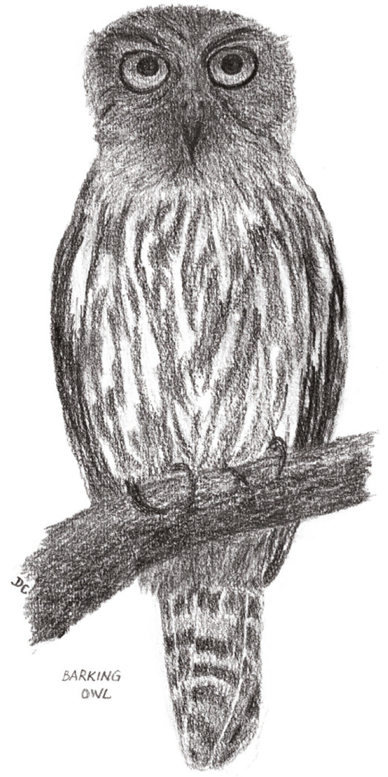 Barking Owl. Drawing by Desraé Clarke.