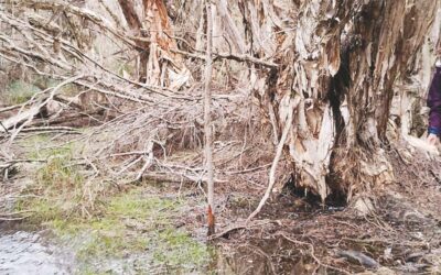 Freshwater crayfish reside in the waters…