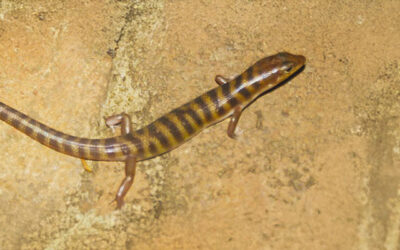 Oh what a handsome golden brown skink you are