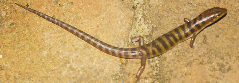 A Broad-banded Sand-swimmer skink