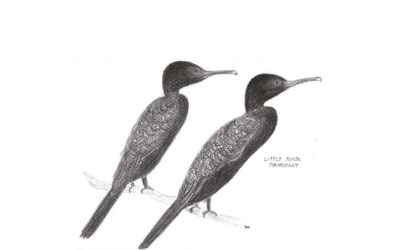 Bird of the month: Little Black Cormorant