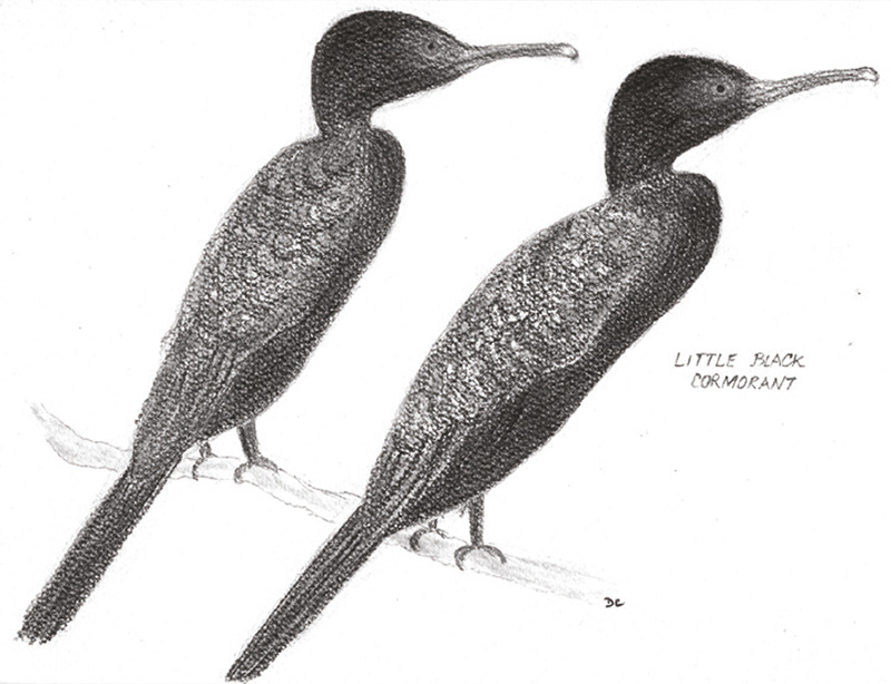 2 Little Black Cormorants. Drawing by Desraé Clarke