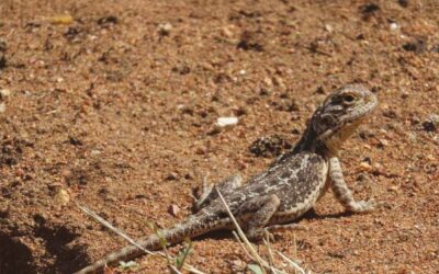 Not a rock lobster but a Western Netted Dragon