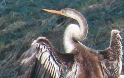 Bird of the month: The Darter snake bird