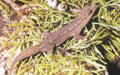 Smallest gecko is clawless