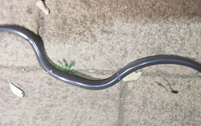 Bob’s birthday cake came after a slithering snake