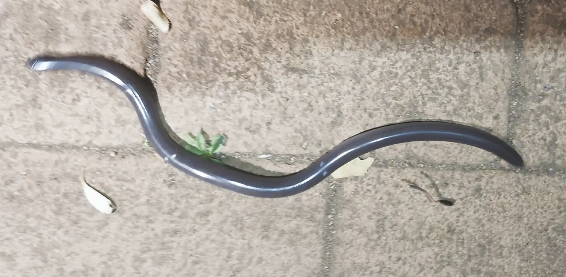 Southern Blind Snake