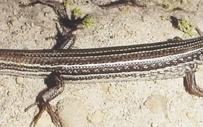 No comb over for this lizard