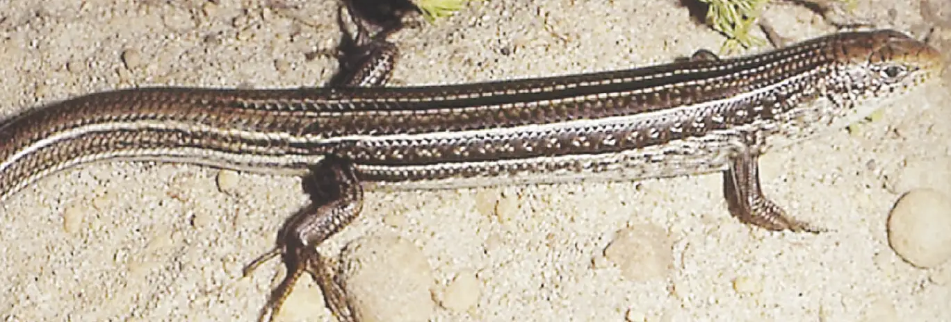 The West Coast Ctenotus