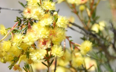 Mighty flower continues to bloom