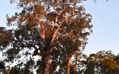 A tree-mendous year ahead