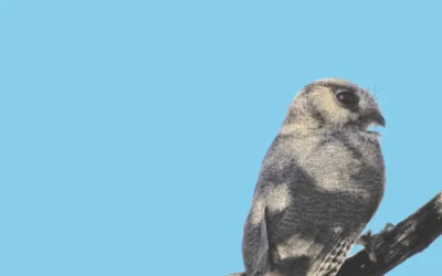 Bird of the month: Meeting the mysterious Nightjar
