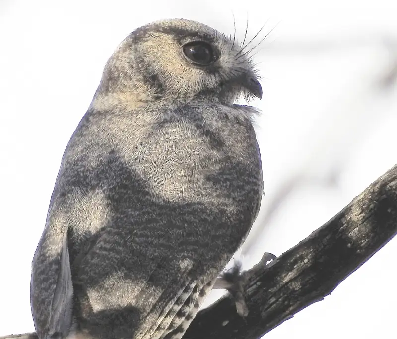 An Australian Owlet-Nightjar sitting on a branch