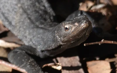 A local lizard with lightning speed – the Black-tailed Monitor