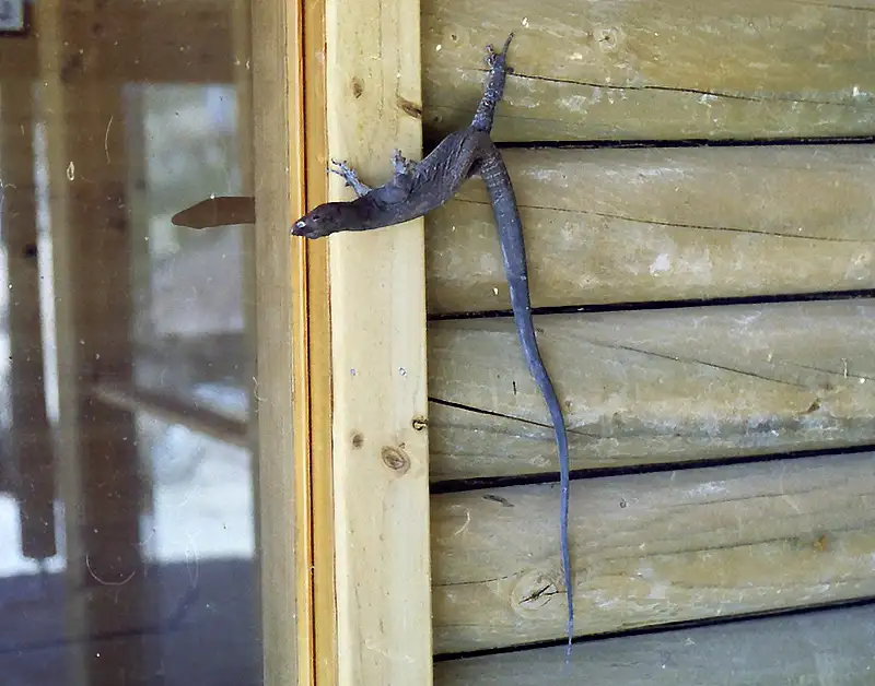A Black-headed Monitor on the side of a house